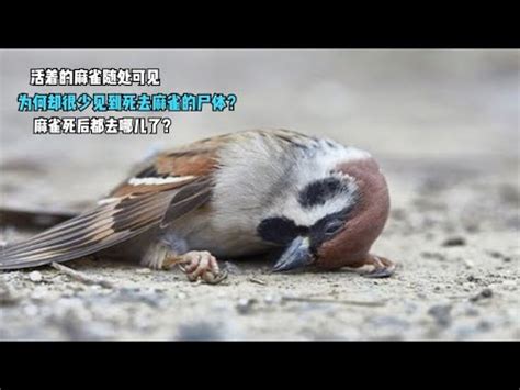 麻雀死掉怎麼辦|麻雀的離開，真正的原因是什麼？